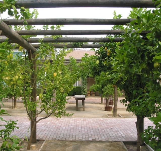 Edible lemon grove River Street Historic Gardens San Jose