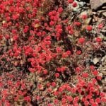 Butterballs or Cushion Buckwheat on serpentine soils. Mt. Eddy Summit Trail Siskiyou Mt. Shasta County