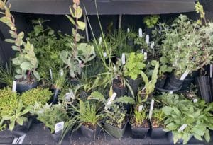 Native Plant Seedlings from Bay Area Watersheds